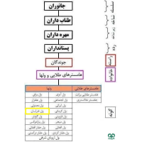 گونه ول خراسانی Middle East Vole